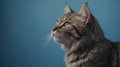 Britisn& x27;th cat on a blue background, gray color type, fluffy fur, using copy space. Royalty Free Stock Photo