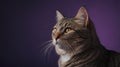 Britisn& x27;th gray cat on a purple background. Royalty Free Stock Photo