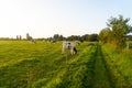 Brittany black and white cows grazing on a green grass field in the Bretagne region, France. Summer rural landscape and Royalty Free Stock Photo