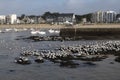 Seaside landscape in Brittany