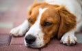 Brittany dog female puppy closeup. Lying down and resting in shade from summer heat Royalty Free Stock Photo