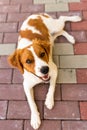 Brittany dog female puppy looking up. Lying down and resting in shade from summer heat