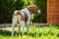 Brittany dog in garden outdoors run and jump with ball towards Royalty Free Stock Photo