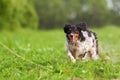 Brittany dog plays with a flirt tool