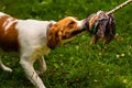 Brittany dog puppy playing outside tug of war Royalty Free Stock Photo