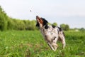 Brittany dog snatching for a treat Royalty Free Stock Photo