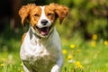 Brittany dog spaniel female puppy running towards camera Royalty Free Stock Photo