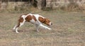 Brittany Epanel Breton portrait of dog in orange and white french posing with tongue hanging out and resting, running, lying in Royalty Free Stock Photo