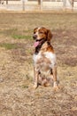 Brittany Epanel Breton portrait of dog in orange and white french posing with tongue hanging out and resting, running, lying in