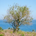 Brittany, ile de Groix