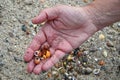 Brittany seashells in a hand close-up Royalty Free Stock Photo