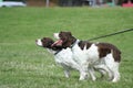 Brittany Spaniel Royalty Free Stock Photo