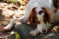 Brittany Spaniel Dog 2 Royalty Free Stock Photo