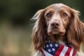 Brittany Spaniel dog with American flag neckerchief. Generative AI