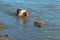 Brittany spaniel dog fetching stick at the mouth of the Santa Clara river and the Pacific ocean at Ventura California USA Royalty Free Stock Photo