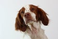 Brittany spaniel dog looking to the side