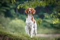 Brittany spaniel female dog portrait Royalty Free Stock Photo