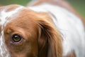 Close up portrait of brittany spaniel female dog, half face Royalty Free Stock Photo