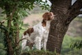 Brittany spaniel female dog portrait Royalty Free Stock Photo