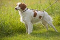 Brittany spaniel in field