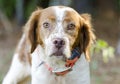 Brittany Spaniel hunting dog with safety orange tracking collar Royalty Free Stock Photo