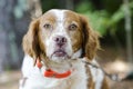 Brittany Spaniel hunting dog with safety orange tracking collar Royalty Free Stock Photo