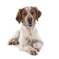 Brittany spaniel Royalty Free Stock Photo