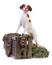 Brittany spaniel posing with a bandolier and cartridges