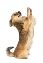 Brittany spaniel on a white background