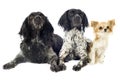 Brittany spaniels and chihuahua Royalty Free Stock Photo