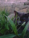 Cat in the garden Royalty Free Stock Photo