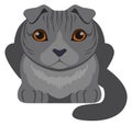 Brittish shorthair cat. Blue scottish pet icon