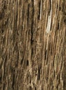 Brittle coconut tree fibers