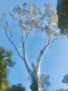 Brittle Gum Eucalyptus mannifera in forest. Royalty Free Stock Photo