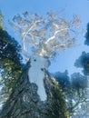 Brittle Gum Eucalyptus mannifera under blue sky. Royalty Free Stock Photo