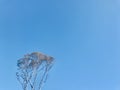Brittle Gum Eucalyptus under blue sky. Royalty Free Stock Photo