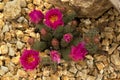 The brittle pricklypear Opuntia fragilis.