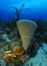 Brittle Star on an Azure Vase Sponge in Roatan, Honduras Royalty Free Stock Photo