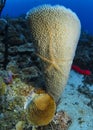 Brittle Star on an Azure Vase Sponge- Roatan, Honduras Royalty Free Stock Photo