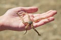 The Brittle star is on the palm. Ophiuroids are echinoderms