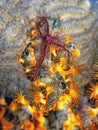 Brittle stars on coral reef feeding