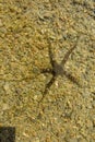 Brittle Stars crawl across the sea floor using their flexible arms for locomotion. Ophiuroids generally has five long arms.
