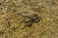 Brittle Stars crawl across the sea floor using their flexible arms for locomotion. Ophiuroids generally has five long arms.