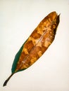 a brittle wilted leaf on a white background