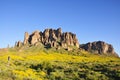 Brittlebush in Bloom