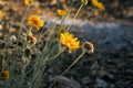 Brittlebush Desert Flowers Royalty Free Stock Photo