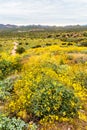 Brittlebush Field with Walking Path in Springtime Royalty Free Stock Photo