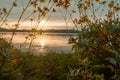 Brittlebush framing a sunrise over a lake with focus on the flowers