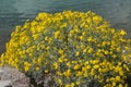 Brittlebush in full bloom at lakeside Royalty Free Stock Photo