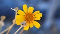 Yellow Petals of the Brittlebush Wildflower Macro Royalty Free Stock Photo
